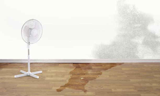 Best Flood damage cleanup  in Selden, NY