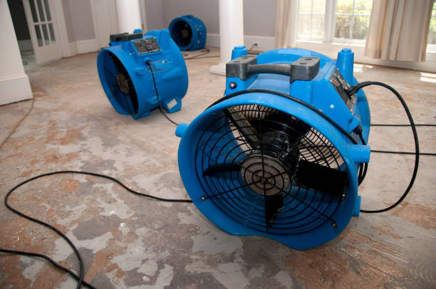 Best Water damage cleanup near me  in Selden, NY